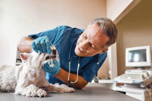 Best Emergency Root Canal Treatment in Braselton, GA